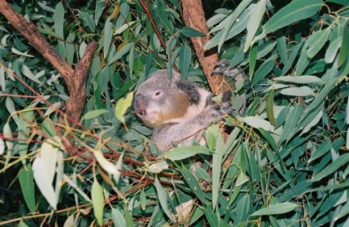 koala_australie_nruaux_2