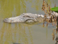 alligator_04