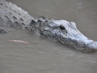 alligator_05