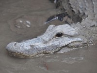 alligator_06