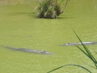 alligator_12