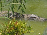 alligator_13