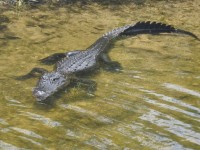 alligator_18