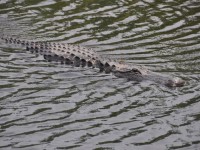 alligator_22