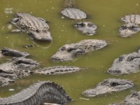 alligators_01