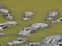 alligators_02