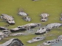 alligators_03