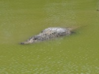 alligators_08