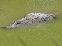 alligators_09