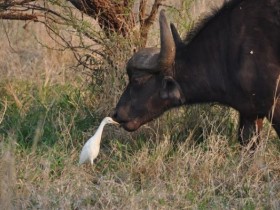 buffle_aigrette