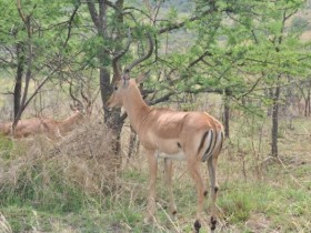 impala