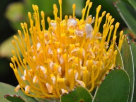 protea_leucospermum_moonlight