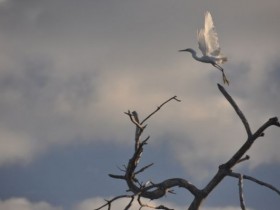 aigrette_envol