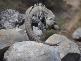 uxmal_iguane