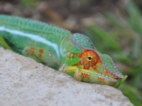 cameleon