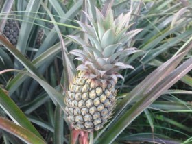 ananas