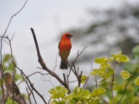 cardinal