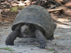 tortue_geante_seychelles