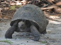 139_tortue_geante_seychelles