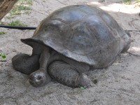 140_tortue_geante_seychelles