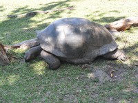 141_tortue_geante_seychelles