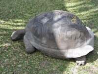 143_tortue_geante_seychelles