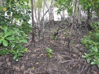 165_curieuse_mangrove