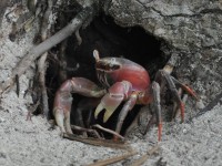 170_crabe_rouge