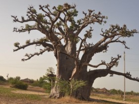 baobab_senegal