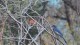 0513_albuquerque_oiseau_bleu