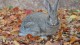 0514_albuquerque_lapin