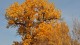 0526_albuquerque_automne