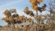 0536_albuquerque_cottonwood