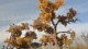 0538_albuquerque_cottonwood