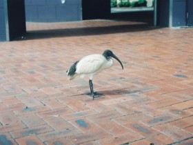 ibis