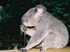 koala