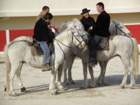 camargue