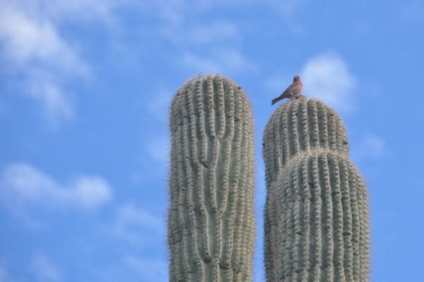 0050_saguaro