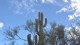 0051_saguaro