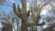 0054_saguaro