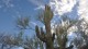 0055_saguaro