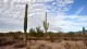 0058_saguaro