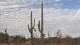 0069_saguaro