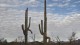 0071_saguaro