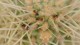 0095_fourmis_cactus