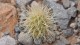 0100_cactus_jeune_pousse