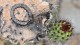 0101_cactus_detail