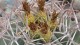 0109_cactus_detail