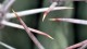 0110_cactus_detail