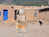 0865_taos_chiens